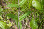 Eastern gray beardstongue